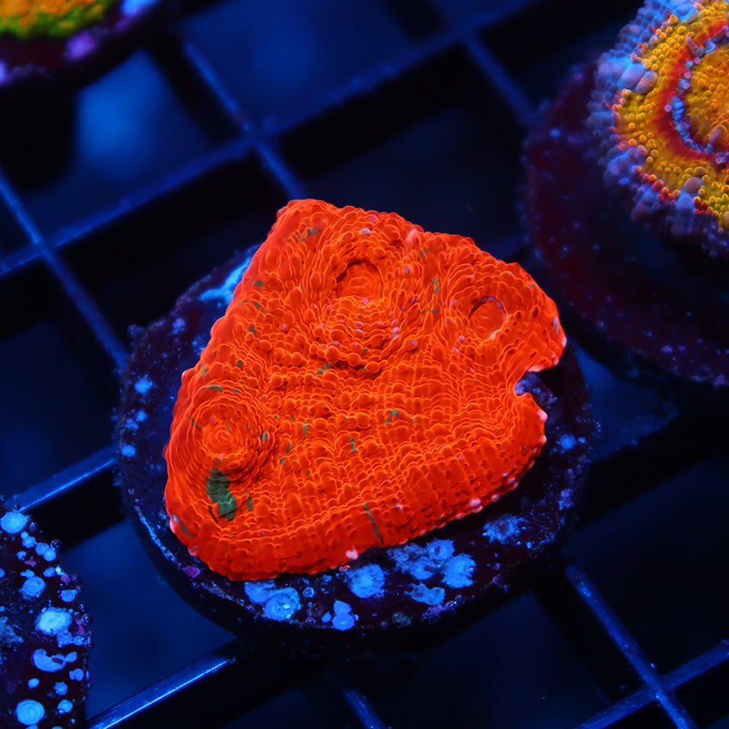 TCK Jawbreaker Chalice