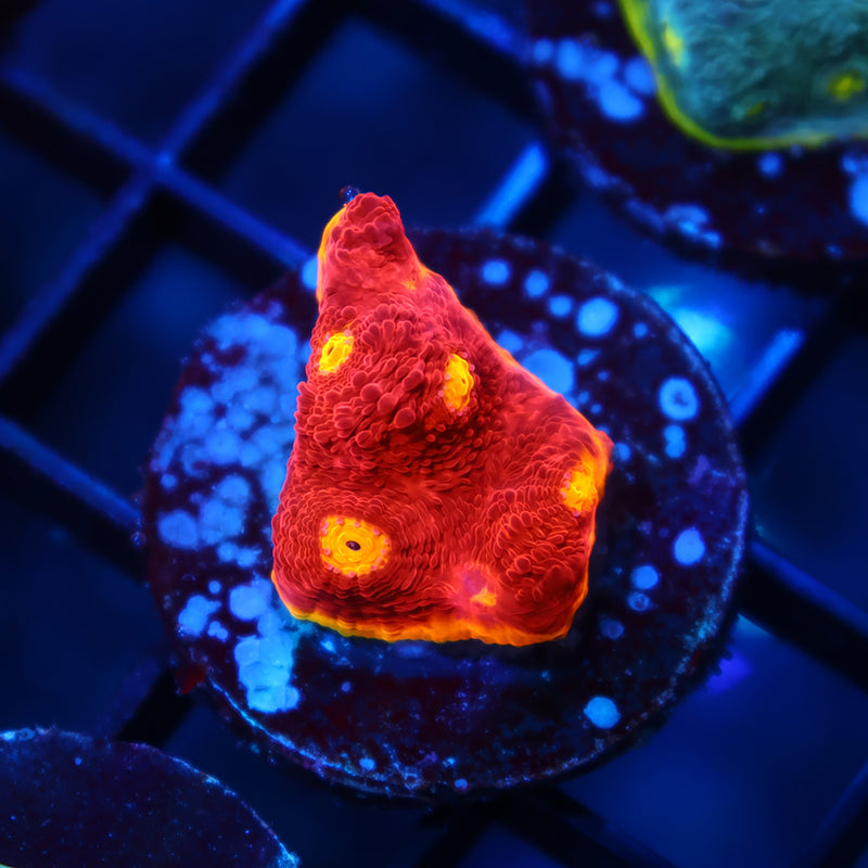 TCK Rainbow Chalice Red Side