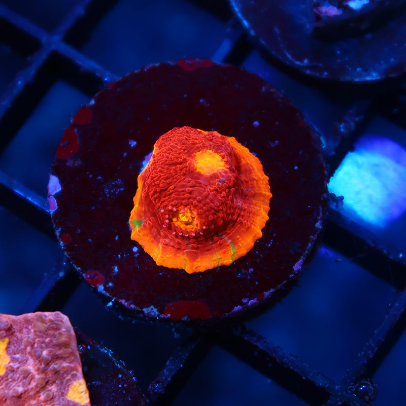 TCK Crazy Rainbow Chalice