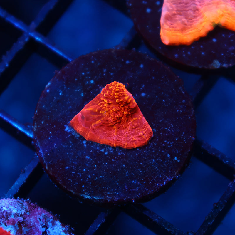 TCK Raging Red Chalice