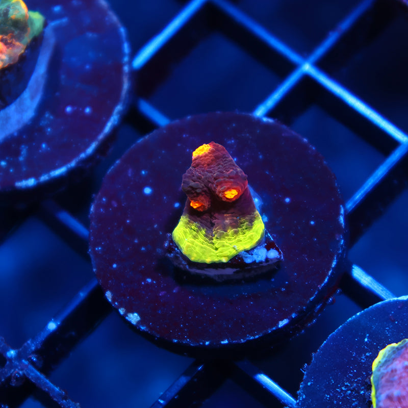 JF Crazy Fox Chalice