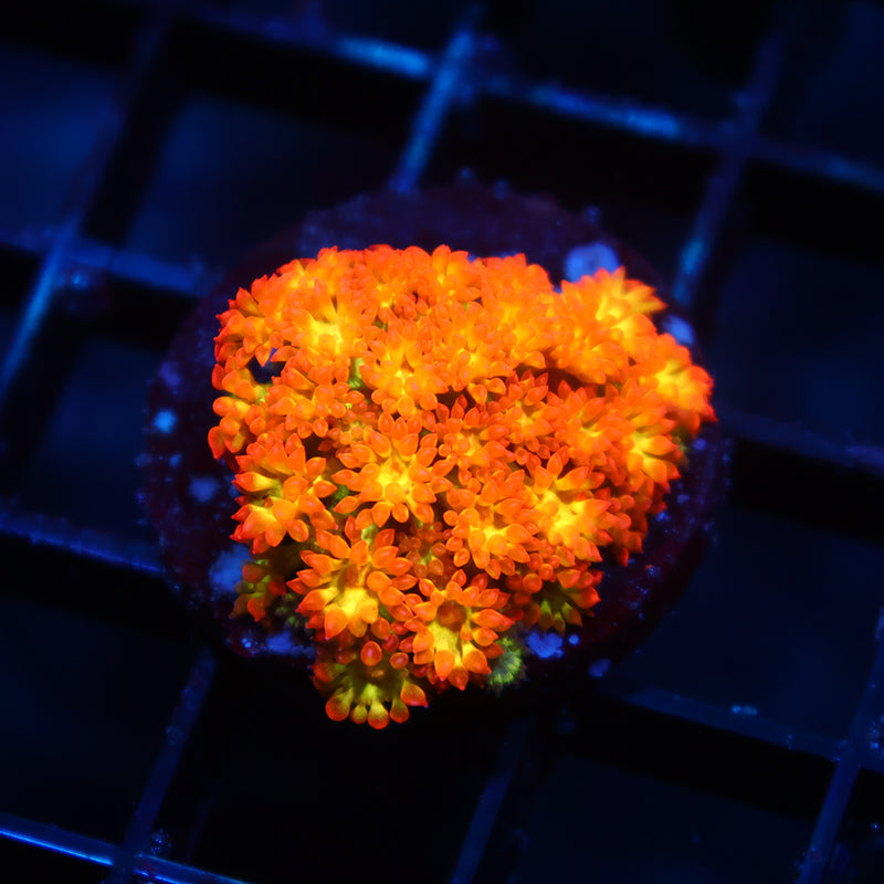 TCK Combustion Goni Bernardpora