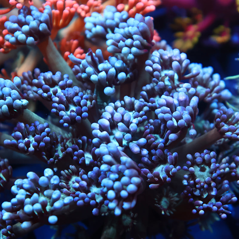 TCK Grape Gumballz Goni