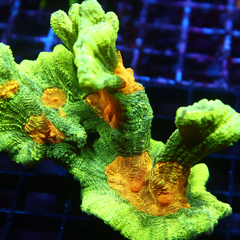 Lg Space Invader Pectinia