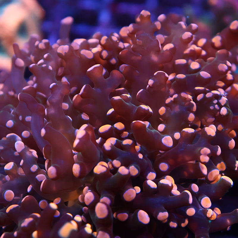 TCK Branching Peach Frogspawn