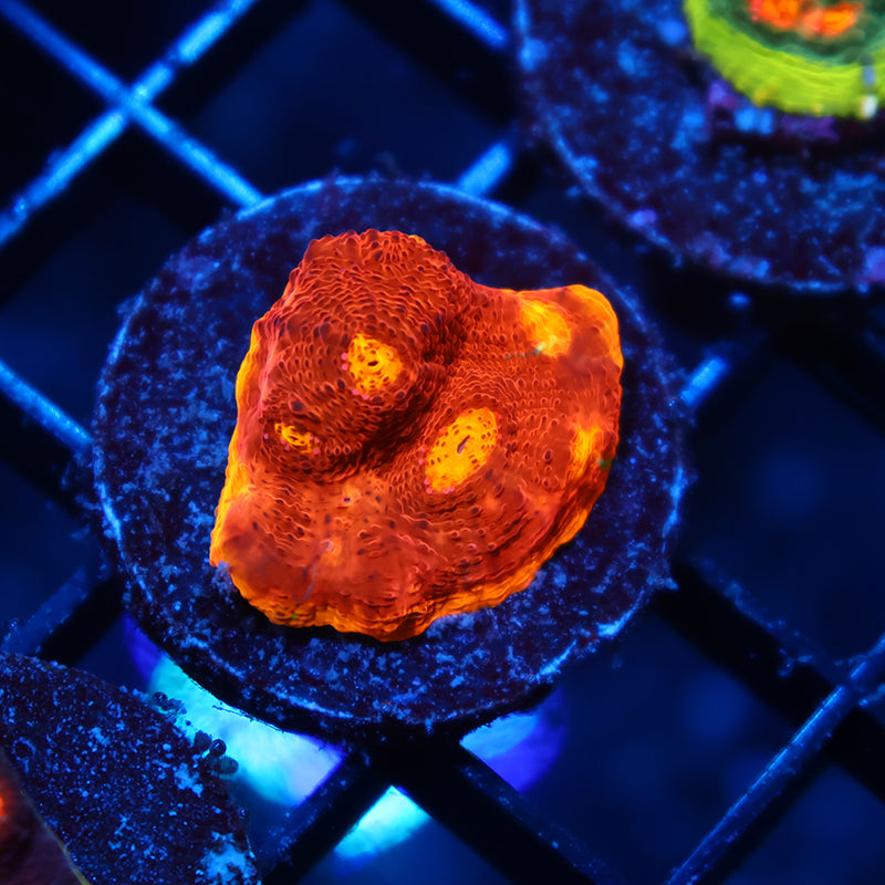 TCK Flamethrower Chalice