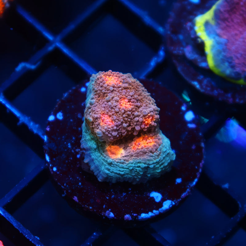 OG Purple Urkel Chalice