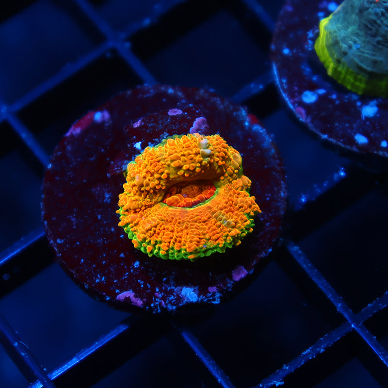 BSA Killshot Acan Lord