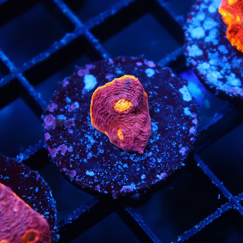 TCK Pink Rainbow Chalice