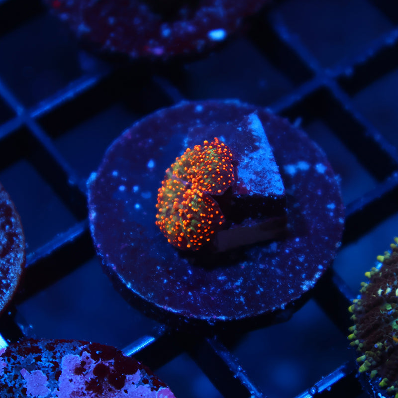 TCK Interstellar Baby Mushroom