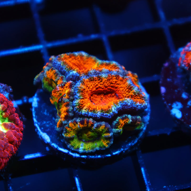 TCK Awesome Orange Acan Lord