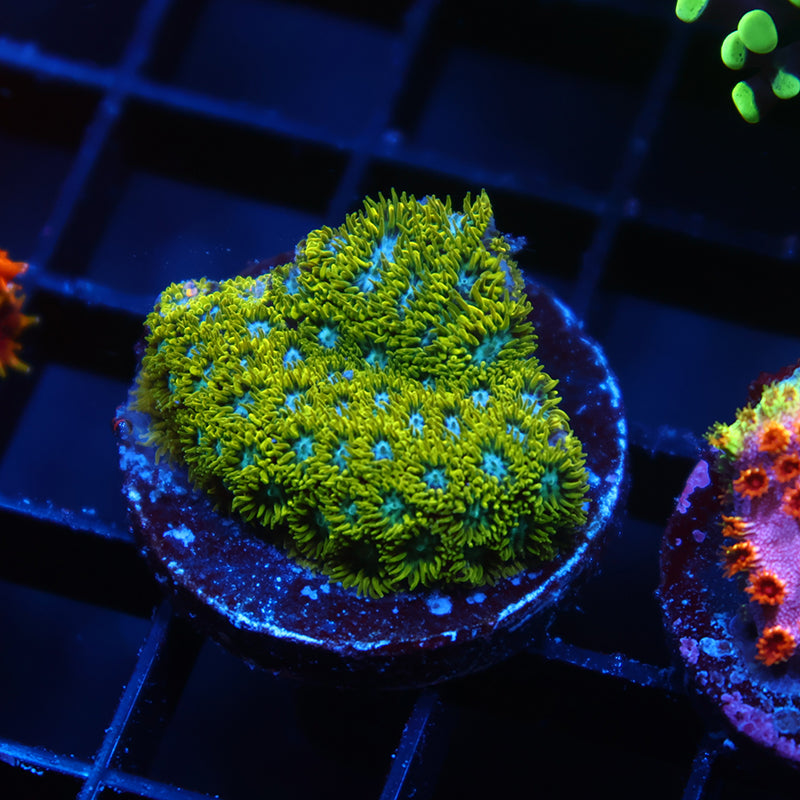 WWC Kermit the Frog Leptastrea