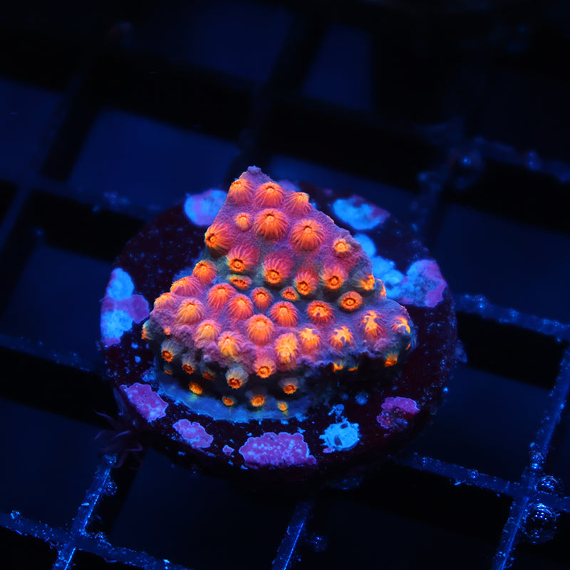 TCK Rainbow Comet Cyphastrea