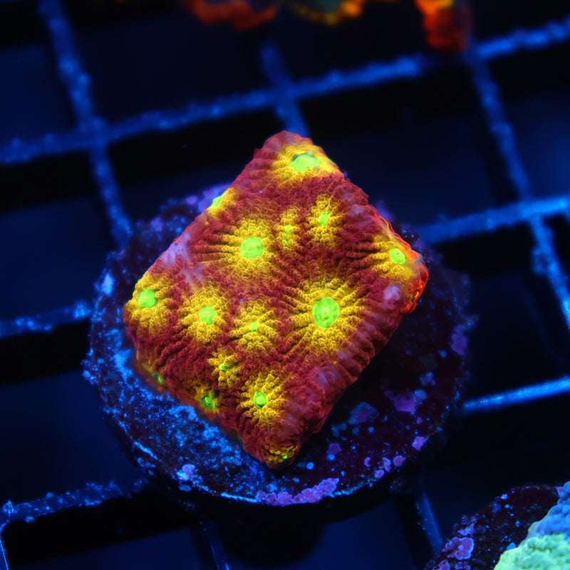 TCK Fire Favites