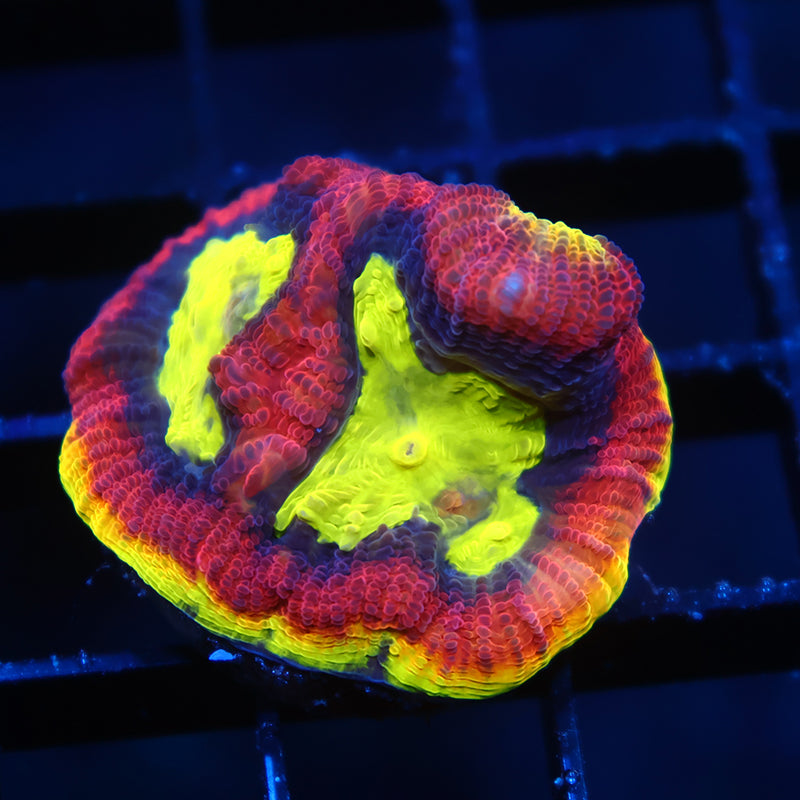 TCK Big Polyp Dragon Soul Favia
