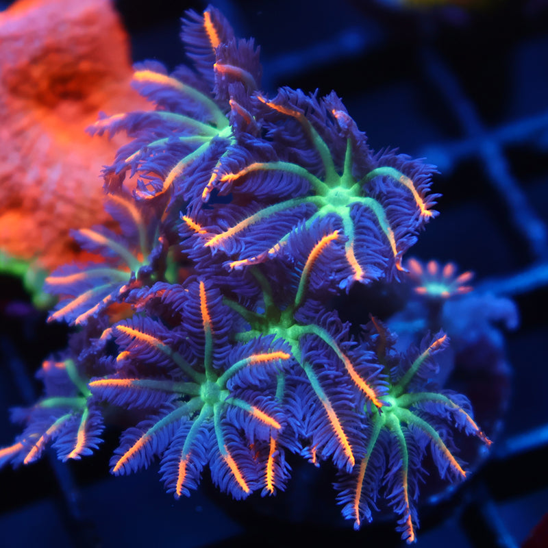 TCK Fireworks Cloves