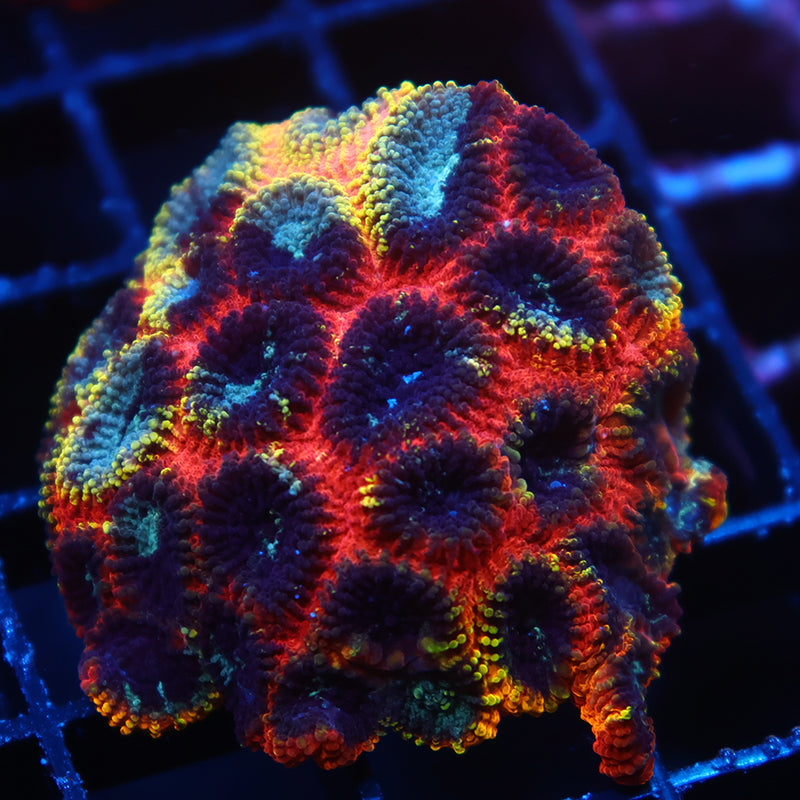 Lg CC Full Tilt Favia