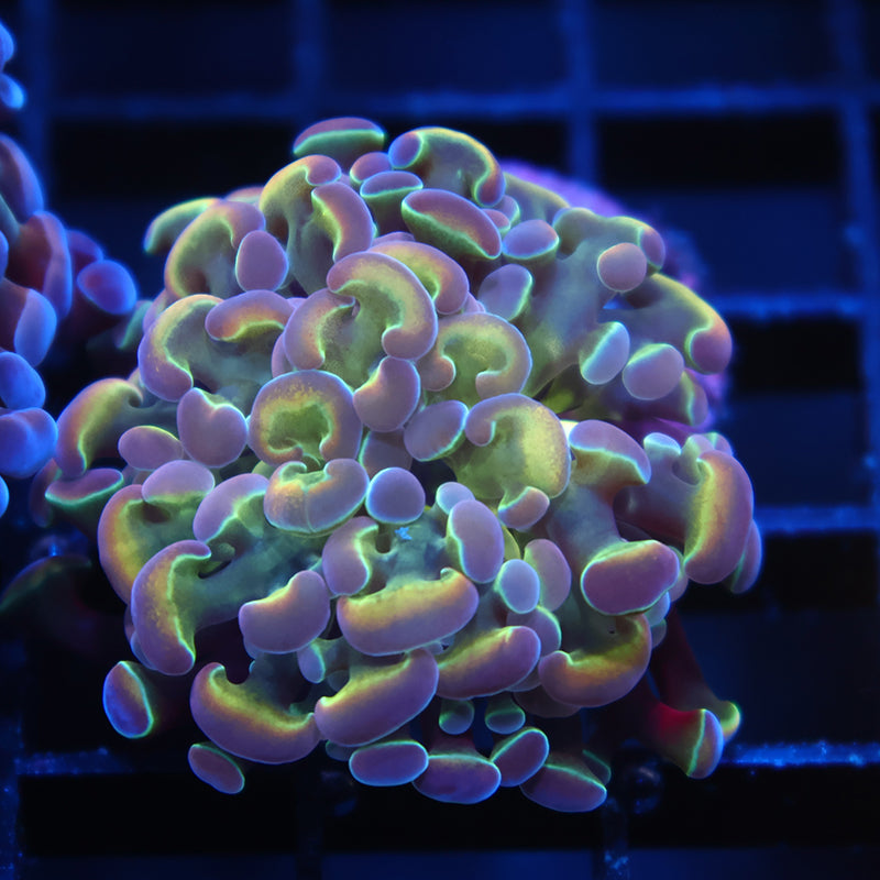 TCK Branching Rainbow Hammer
