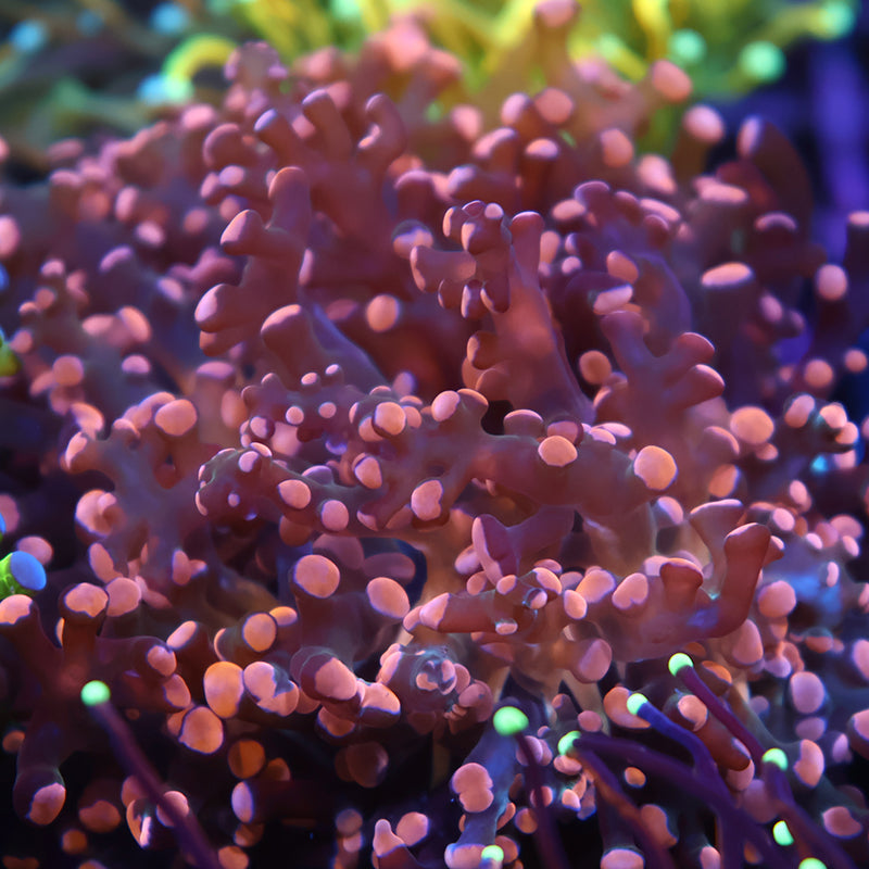 TCK Branching Gold Frogspawn