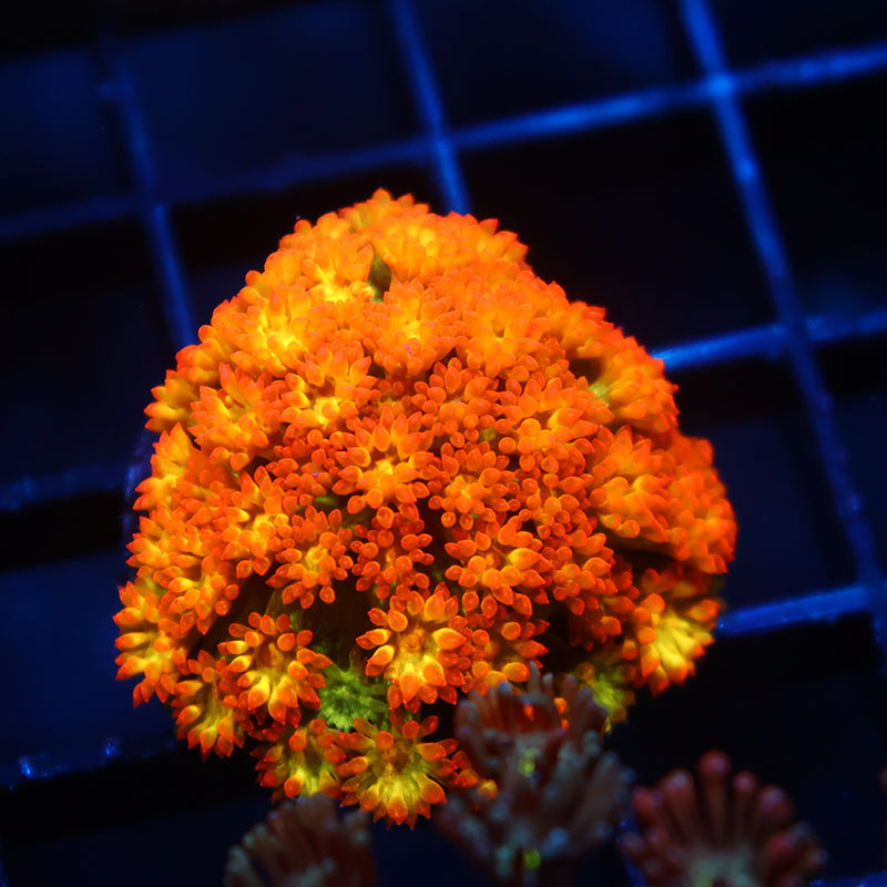 TCK Combustion Goni Bernardpora