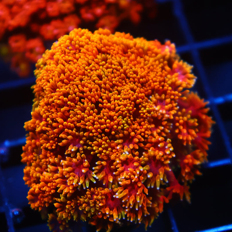 TCK Rainbow Crunch Goni Bernardpora