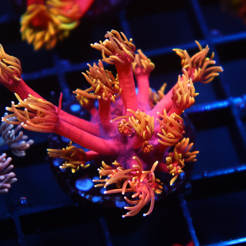 TCK Laffy Taffy Goni