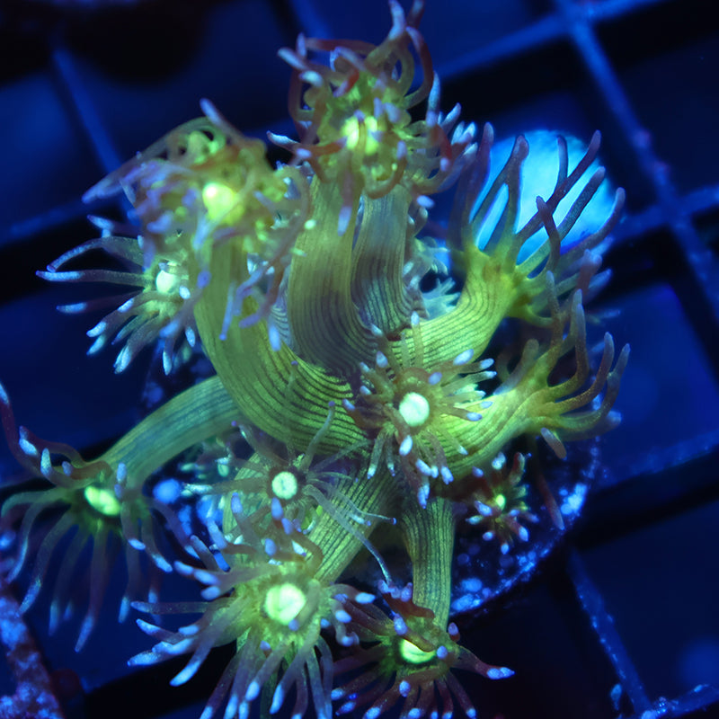 ARC Kryptonite Glitter Goni