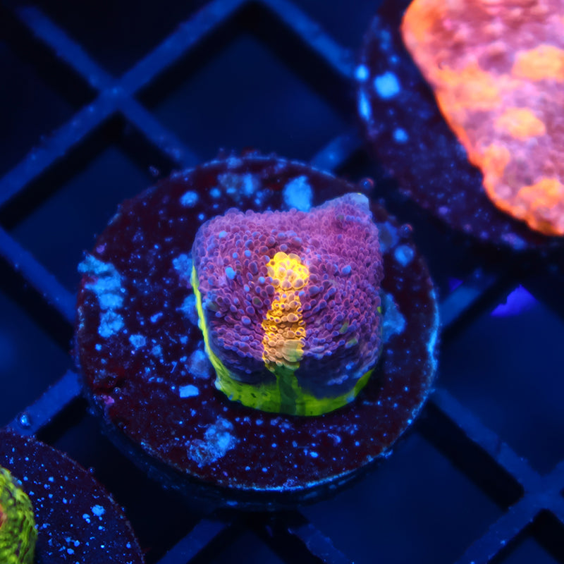 Insane TCK 5 Color WM