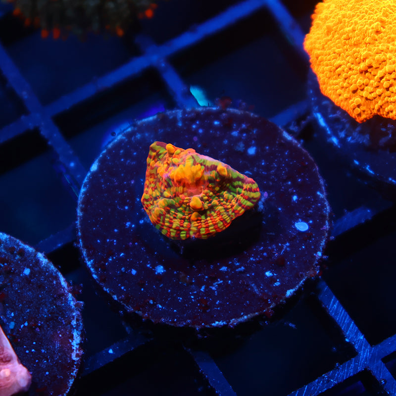 TCK Inferno Convict Chalice