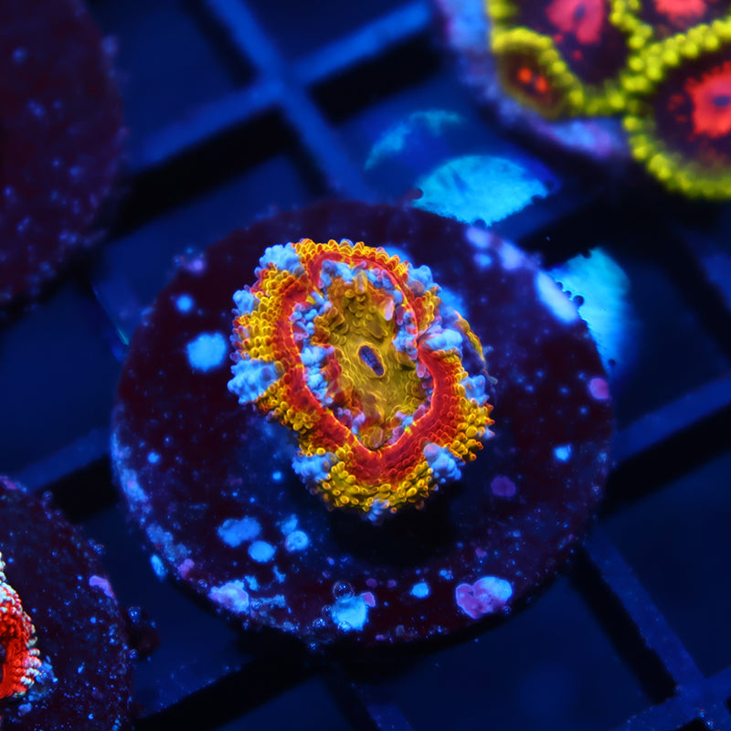 TCK Rainbow Rim Acan Lord