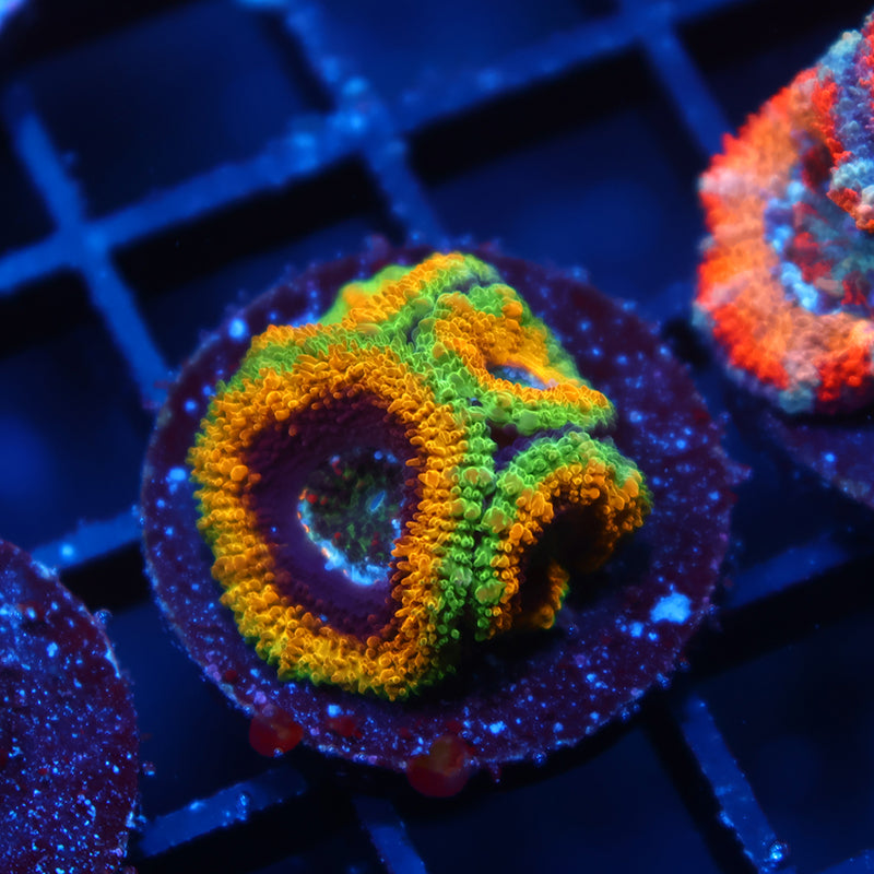 TCK OG Mardi Gras Acan Lord