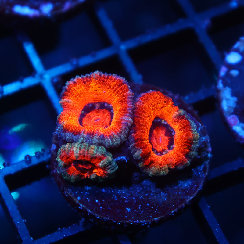 TCK Orange Rainbow Acan Lord
