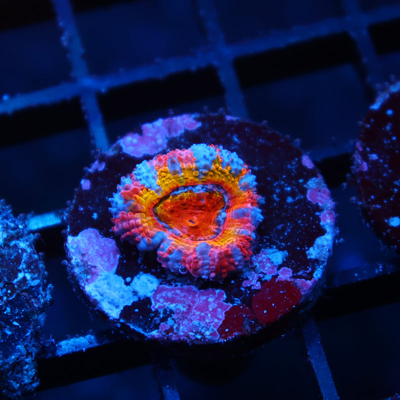 TCK Insanity Rainbow Acan Lord