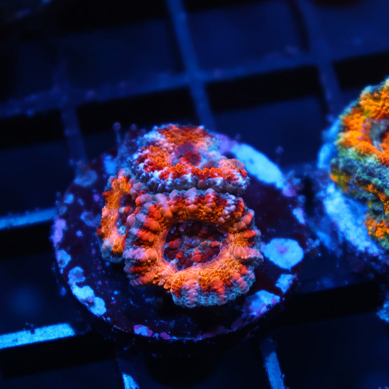 TCK Sunrise Acan Lord