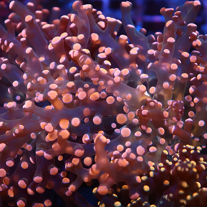TCK Branching Peach Frogspawn