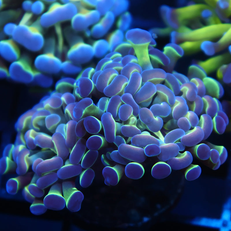 TCK Branching Hammer