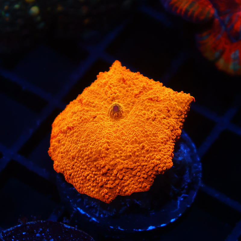 TCK Jawbreaker Mushroom