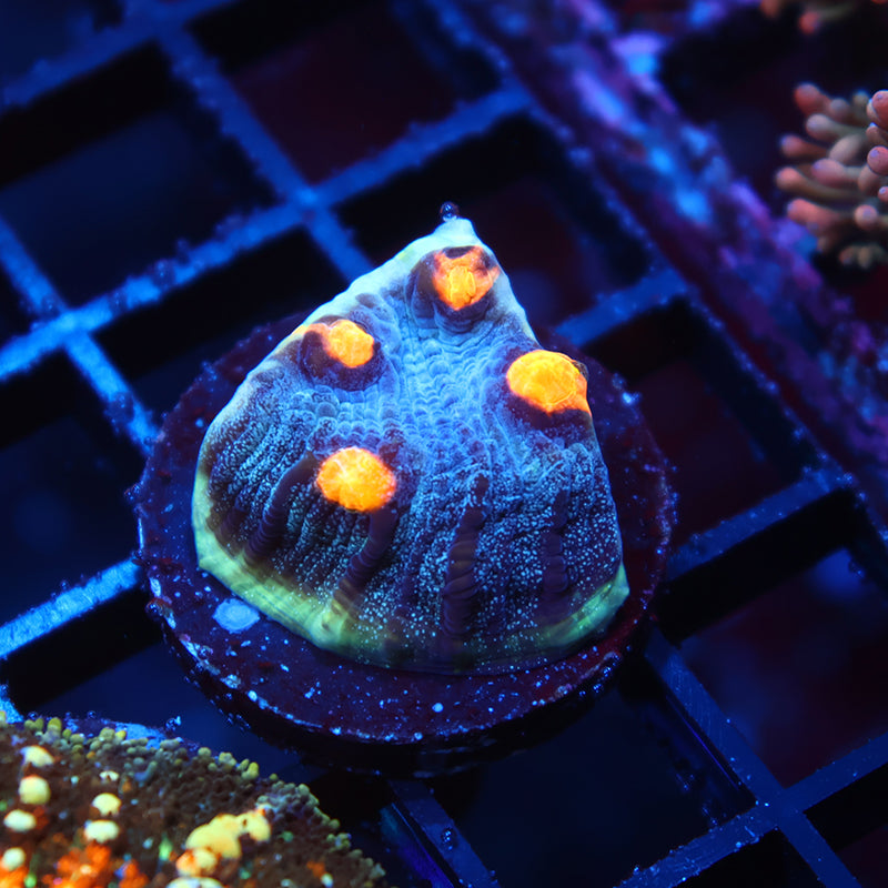 TCK Halloween Mycedium