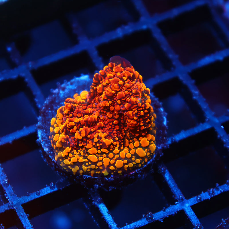 CC Cloudberries Chalice