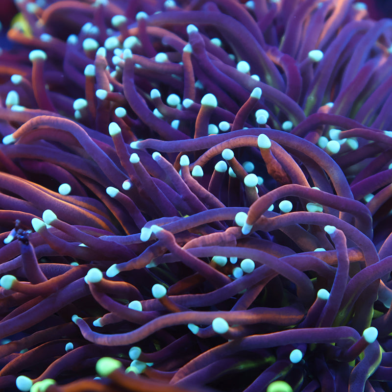 Lg TCK White Tips Indo Gold Torch