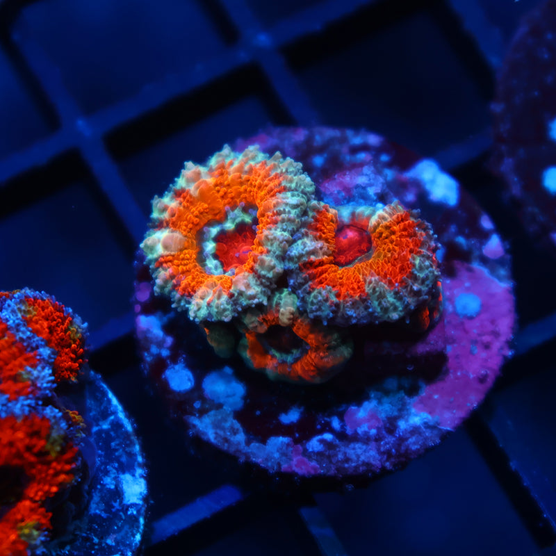 TCK Orange Acan Lord