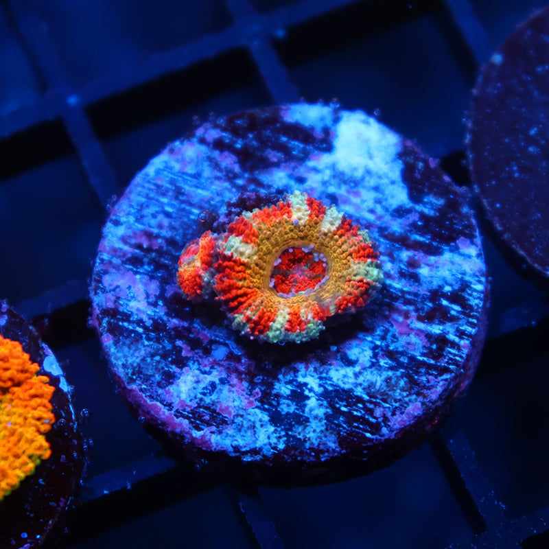 CC OG Rising Sun Acan Lord