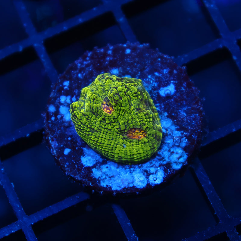 TCK Toxic Swirl Chalice