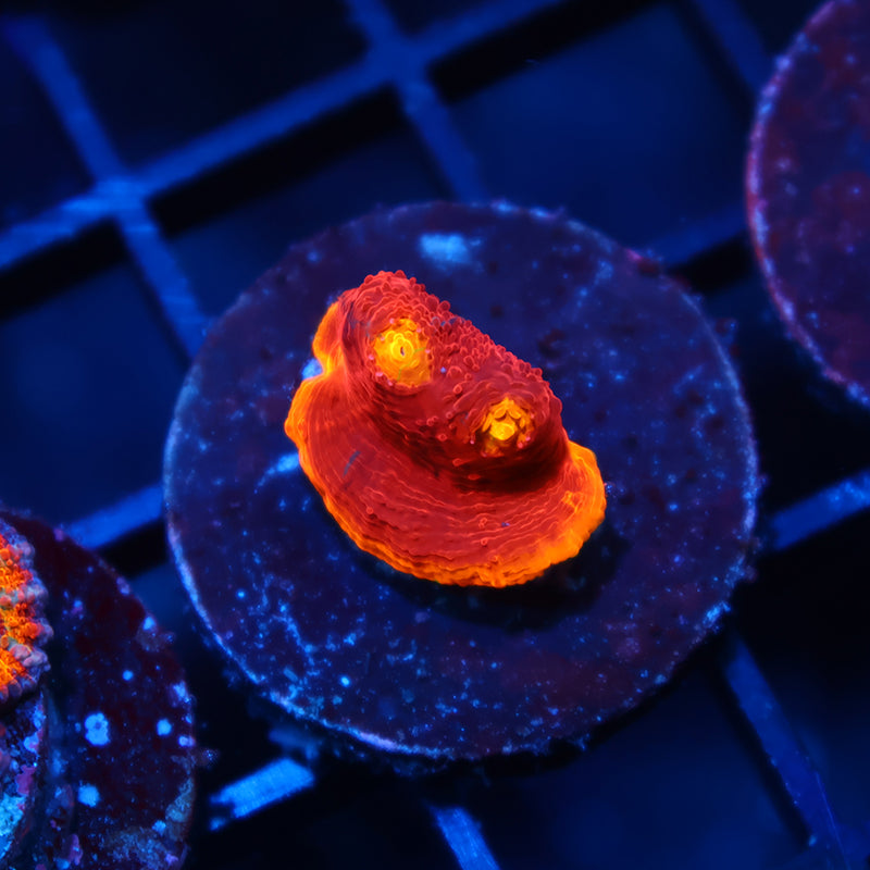 TCK Crazy Rainbow Chalice