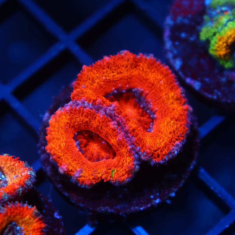 TCK Orange Rainbow Acan Lord