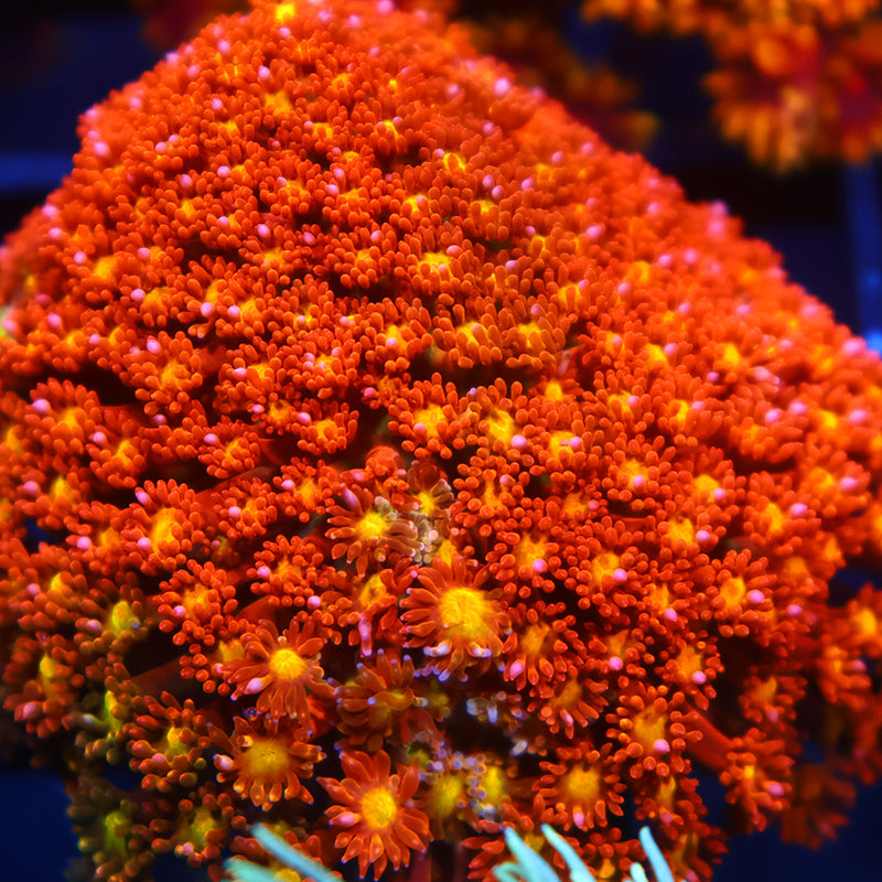 TCK Oddball Goni Bernardpora