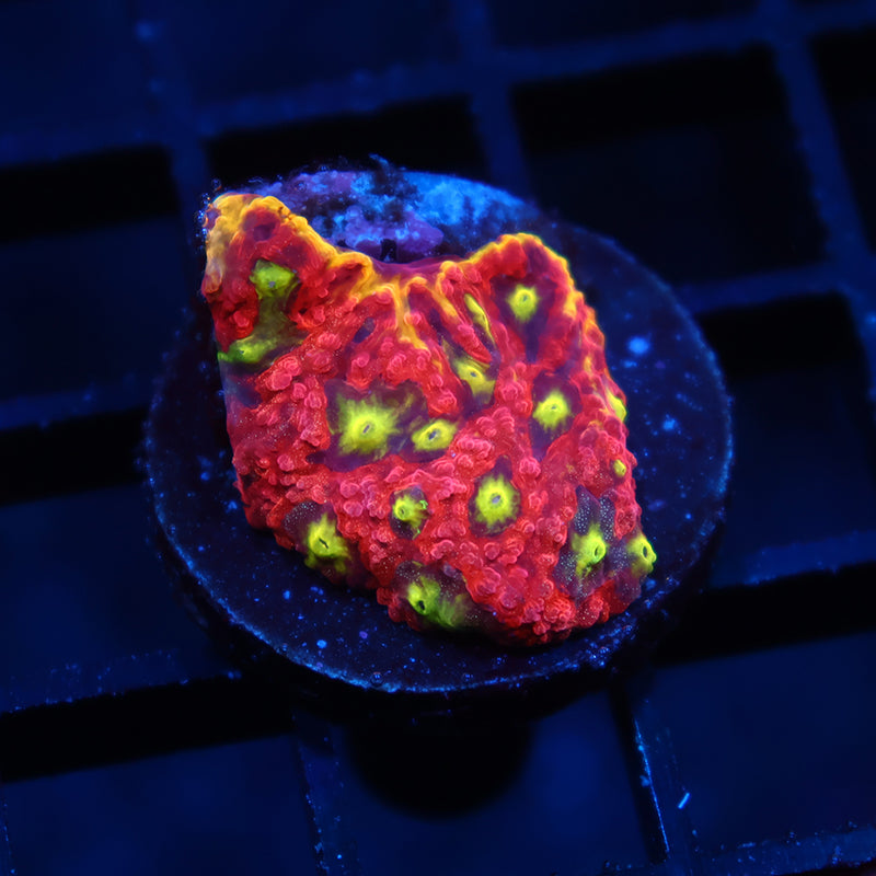 WWC Blood Diamond Favia