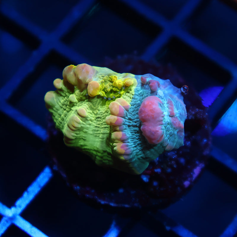 WWC Cosmic Candy Bounce Chalice