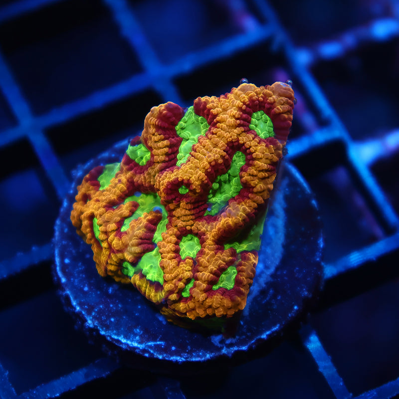 TCK Burning Rim Favia