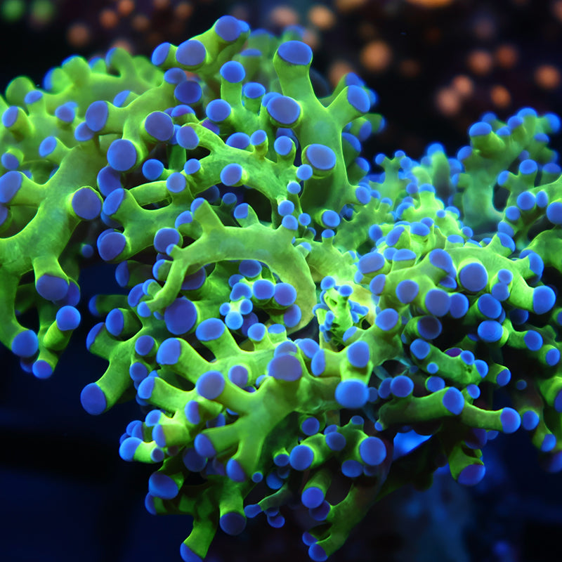 TCK Branching Green and Purple Frogspawn